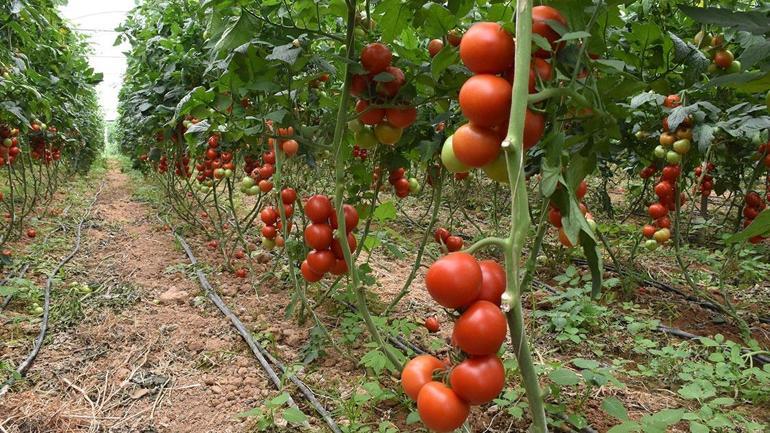 Yaşlı kadın 101 yaşında hayata meydan okuyor Uzun yaşam sırlarını paylaştı: Meğer bu 3 kurala uymak yetiyormuş...