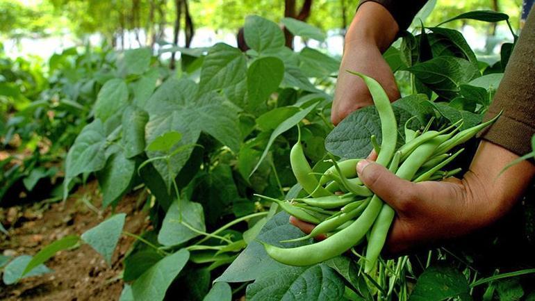 Yaz sofralarının vazgeçilmezi Zeytinyağıyla yapınca lezzeti 10 kat artıyor