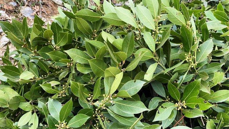 Ormanda yetişiyor, köylülere gelir kapısı oluyor Yılda 70 kilo toplanıyor