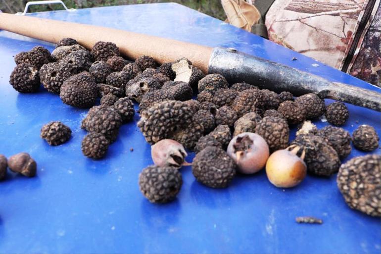 Ormanda yetişiyor, köylülere gelir kapısı oluyor Yılda 70 kilo toplanıyor