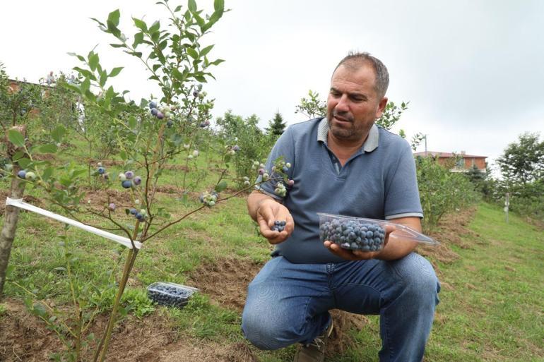 Kilosu 500 TL olan mavi mucize Kan şekerini terazi gibi dengeleyip vücudu antioksidana boğuyor, avuç avuç yiyin
