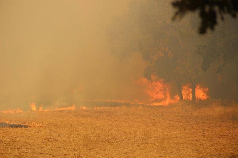 Çanakkalede orman yangını Bakan Yumaklı son durumu açıkladı: 4 şüpheli gözaltında