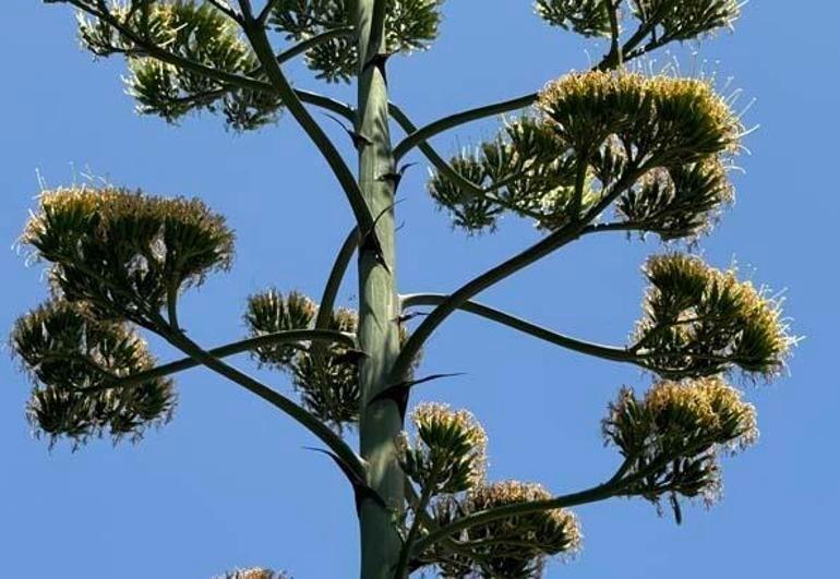 Beylikdüzünde görenler şaşkın Bu sitede oturanlar çok şanslı