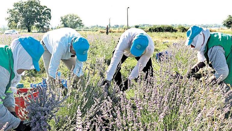 Hububat ve bakliyat ihracatında büyük ivme