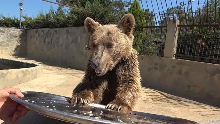 Okan isimli 300 kiloluk ayıya MR çekildi: Sağlık durumu belli oldu