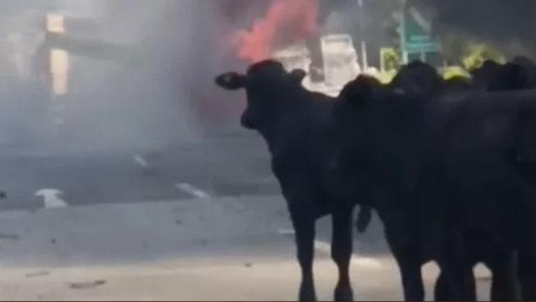 Adanada korku dolu anlar Büyükbaş hayvan yüklü tırda yangın çıktı