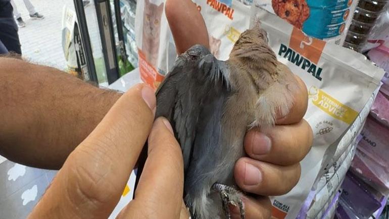 Aracın motor bölümüne sıkışan kediyi yolda fark etti; itfaiye hızır gibi yetişti