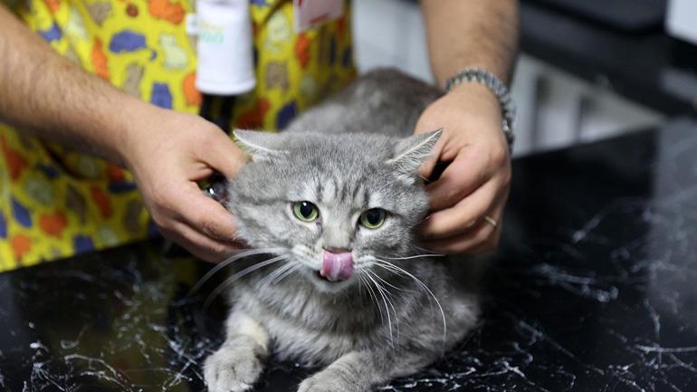 Dünyanın en şanslı kedisi Kestane Yeni sahibini bekliyor