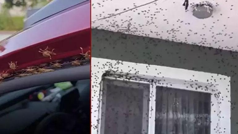 Havaların soğumasıyla evleri, arabaları istila ettiler: Bir mahalle diken üstünde: Son iki gündür her yerde karşımıza çıkıyor