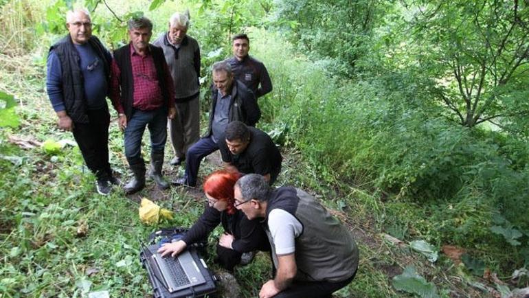620 yıllık ceviz ağacında geleneksel hasat