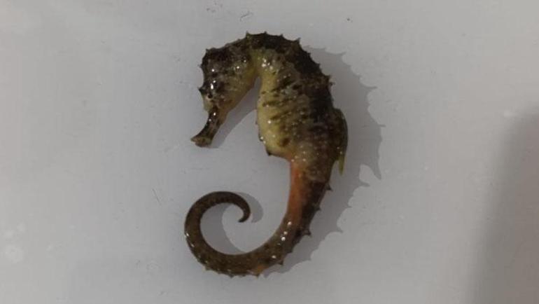 Gördüklerine inanamadılar Poşetin içinden çıkan şey şaşırttı