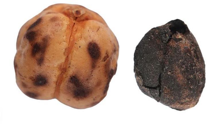 Anadolu sofralarının kökenine yolculuk: 4 bin yıllık nohut, 8 bin 600 yıllık ekmek kalıntıları bulundu