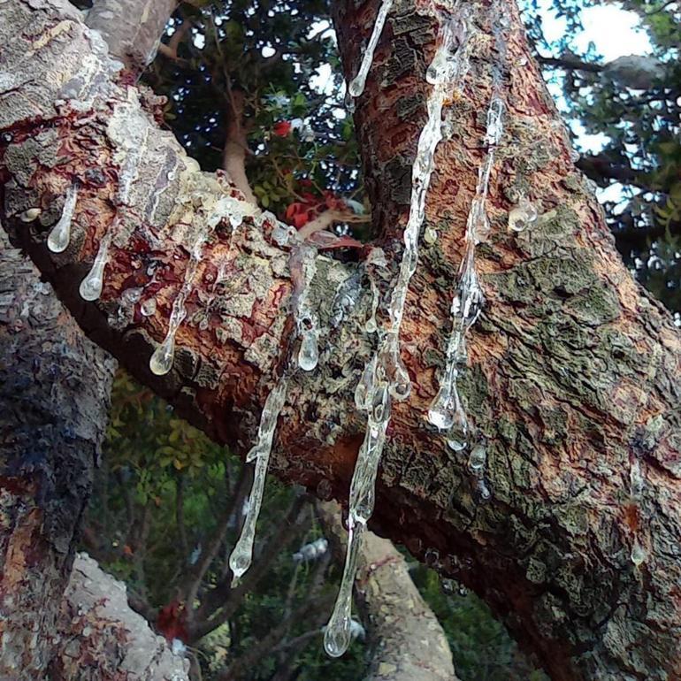 Çeşme’nin geleceği Sakız’da