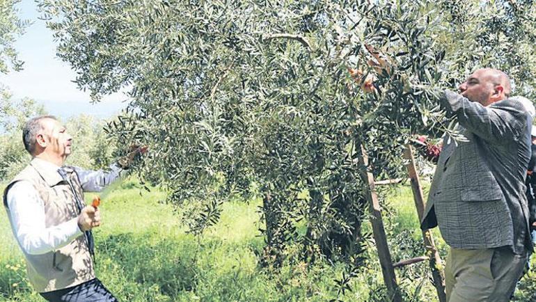 Asırlık bereket Hasat zamanı