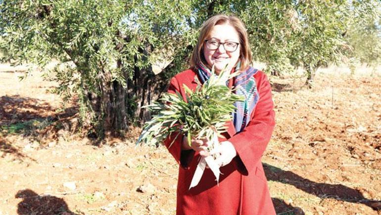 Asırlık bereket Hasat zamanı