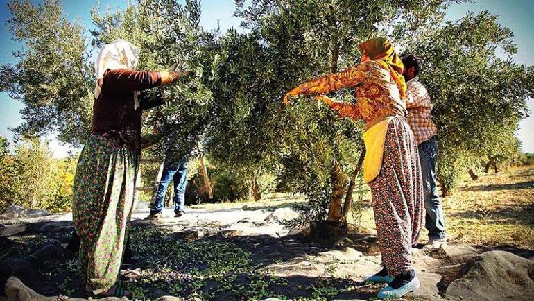 Asırlık bereket Hasat zamanı