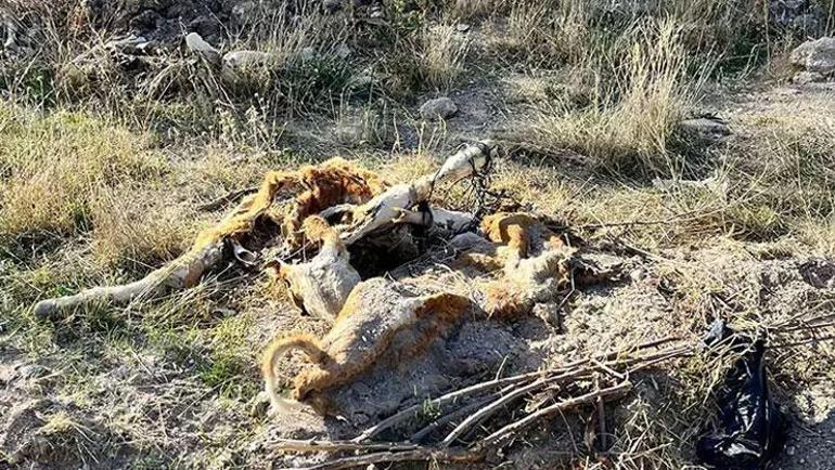 Gezintiye çıkan vatandaş boş arazide 8 tane kadavra buldu