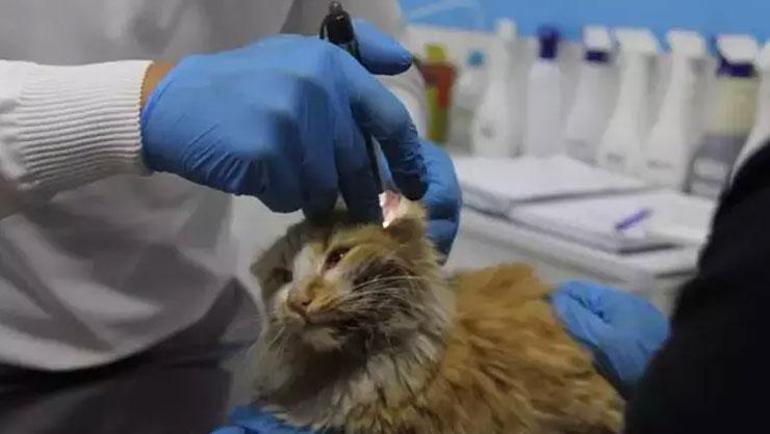 Sivasta kedi AIDSine rastlandı: Bu hastalığın tedavisi yok