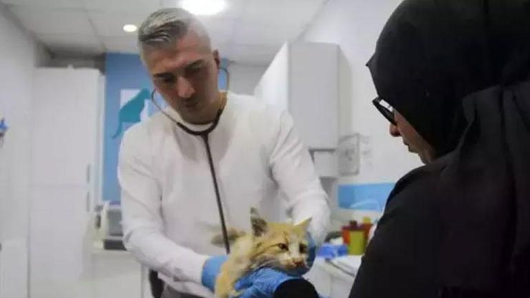 Sivasta kedi AIDSine rastlandı: Bu hastalığın tedavisi yok