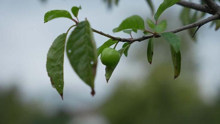 Mevsimleri şaşırıp kış ayında meyve verdi, görenleri şok etti