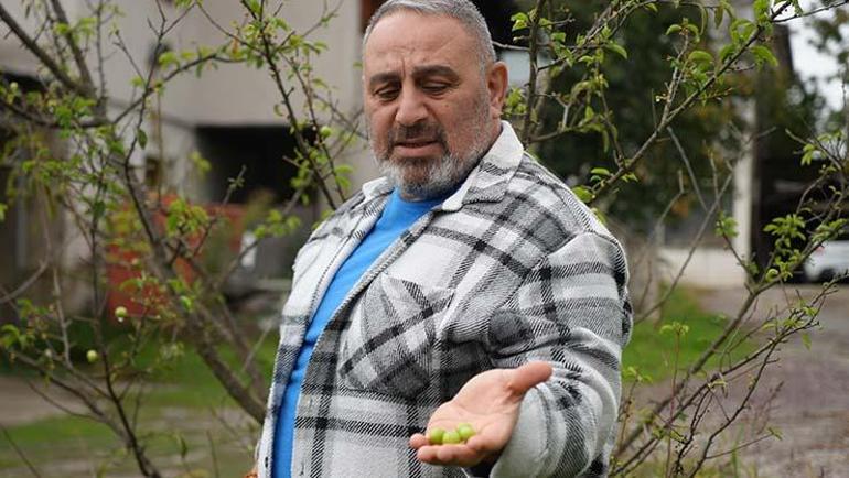 Mevsimleri şaşırıp kış ayında meyve verdi, görenleri şok etti