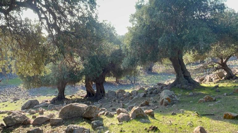 Sadece 4 ülkede var, Türkiye onlardan biri Kim getirdi hala bilinmiyor