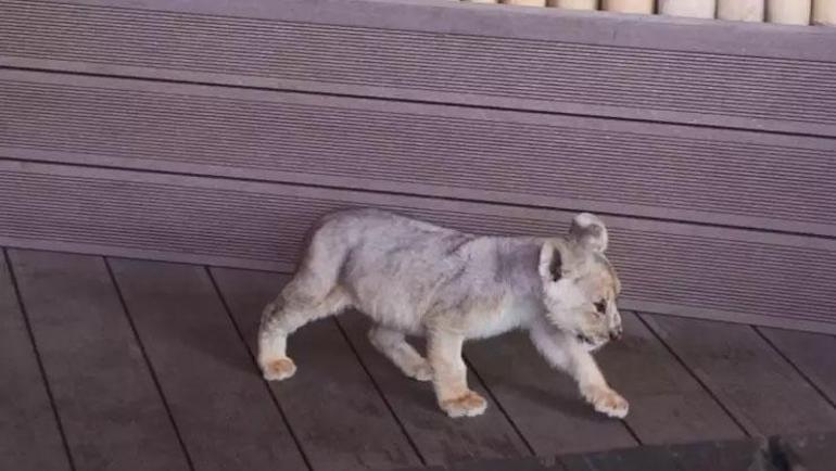 Koruma altına alınan yavru aslana ‘Hugo’ adı verildi