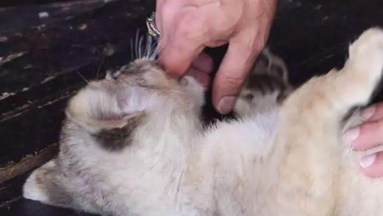 Koruma altına alınan yavru aslana ‘Hugo’ adı verildi