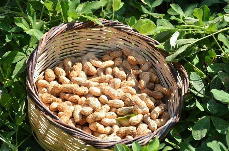 Farkında olmadan bağışıklık duvarını yıkıyoruz Hastalıklar vücuda besinlerle taşınıyor