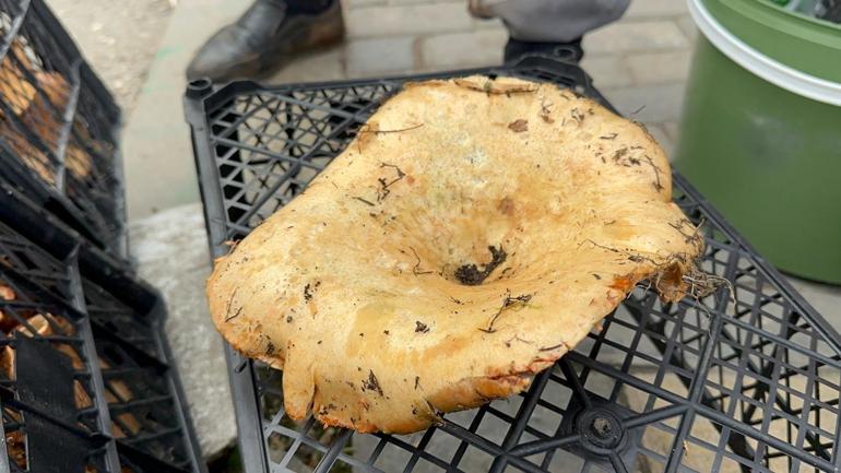 Yağmur yağdı, fiyatı 300 TLden 100 TLye düştü Halk arasında melki adıyla da biliniyor: B12 ve protein deposu