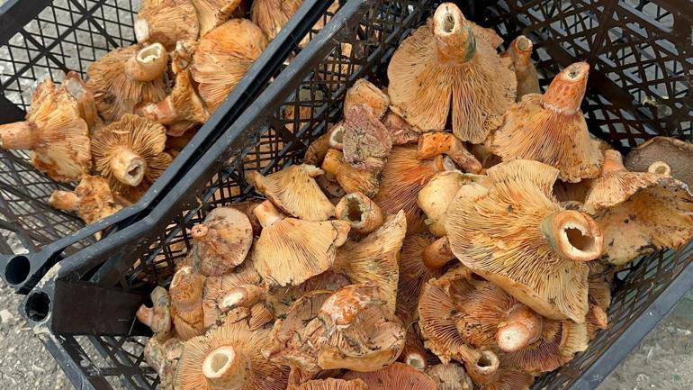 Yağmur yağdı, fiyatı 300 TLden 100 TLye düştü Halk arasında melki adıyla da biliniyor: B12 ve protein deposu