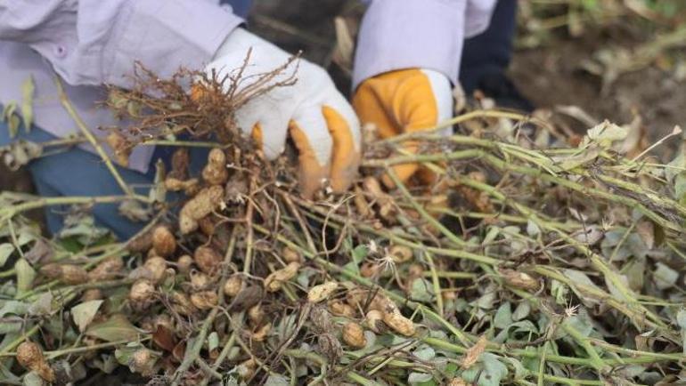 Hatayın vazgeçilmez lezzeti İmece usulü toplanıyor: Kilosu 60 TL