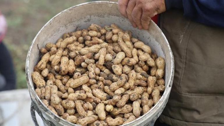 Hatayın vazgeçilmez lezzeti İmece usulü toplanıyor: Kilosu 60 TL