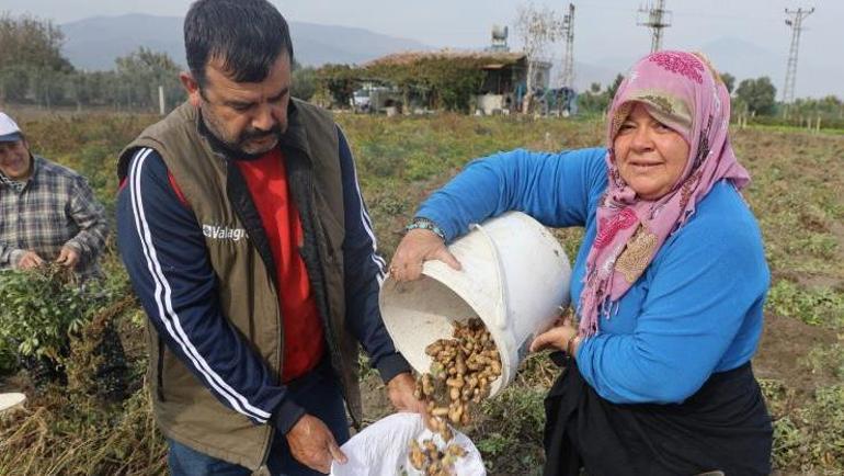 Hatayın vazgeçilmez lezzeti İmece usulü toplanıyor: Kilosu 60 TL