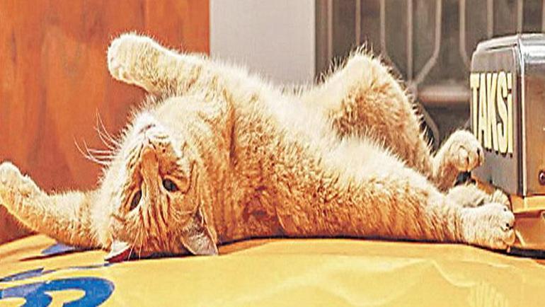 Algoritma zihnimizi mi okuyor