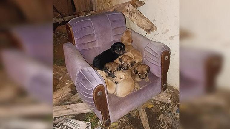 Ispartada sahipsiz köpekler zehirlenerek öldürüldü iddiası