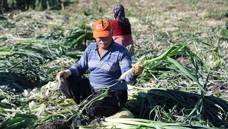 Kozanda şifalı hasat başladı, kilosu 20 TL Kış aylarında hastalıklardan koruyor