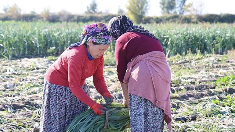 Kozanda şifalı hasat başladı, kilosu 20 TL Kış aylarında hastalıklardan koruyor