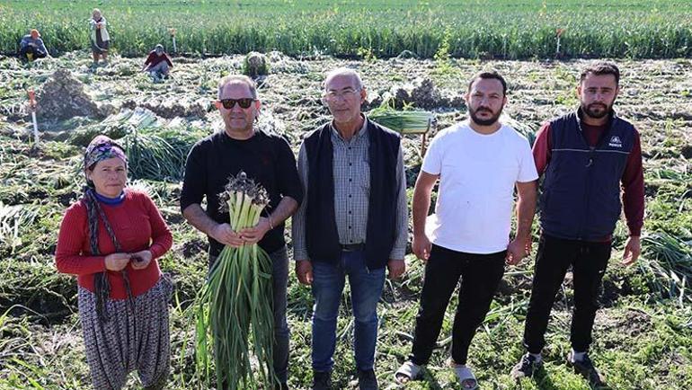 Kozanda şifalı hasat başladı, kilosu 20 TL Kış aylarında hastalıklardan koruyor