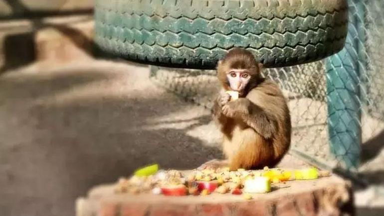 Antalyada terminalde yakalanan Fıstık, yeni ailesiyle birlikte yaşamaya başladı