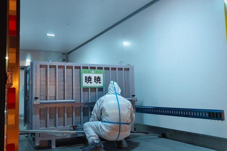 Dostluğun simgesiydi: Japonya 50 yıl sonra ilk Kez pandasız kaldı