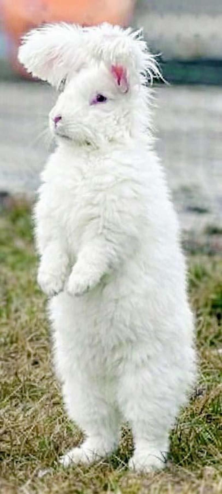 Angora tavşanı vatanına döndü