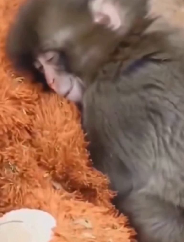 Bebek maymun Punch olayı ne Maymun Punch hikayesi nedir, şu anda nerede