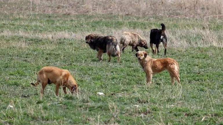 İstanbul Valiliğinden sahipsiz köpekler için talimat: Belediyelere yazı gönderildi