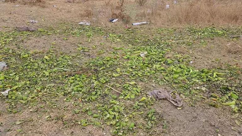 Biberler hayvanlara yem olarak verildi iddialarına Bakanlıktan yanıt