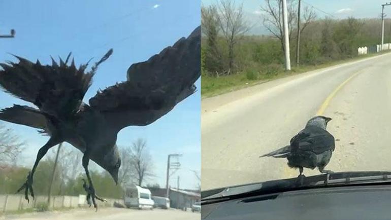 Trafikte ezber bozan misafir Önce sileceğe kondu, sonra içeriye girdi