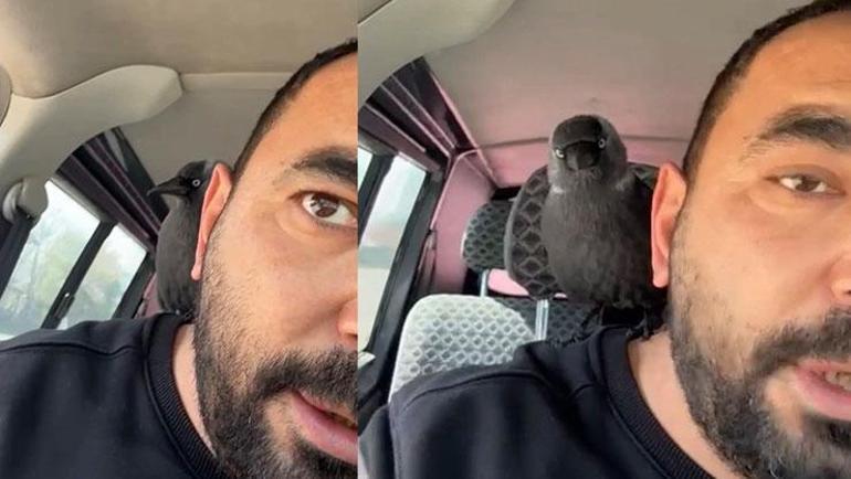 Trafikte ezber bozan misafir Önce sileceğe kondu, sonra içeriye girdi
