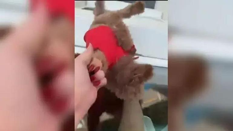 Başakşehirde pencereden sarkıttığı köpeği cama vurdu Tepki çekince özür diledi: Gözaltına alındı