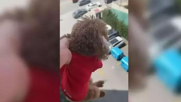 Başakşehirde pencereden sarkıttığı köpeği cama vurdu Tepki çekince özür diledi: Gözaltına alındı