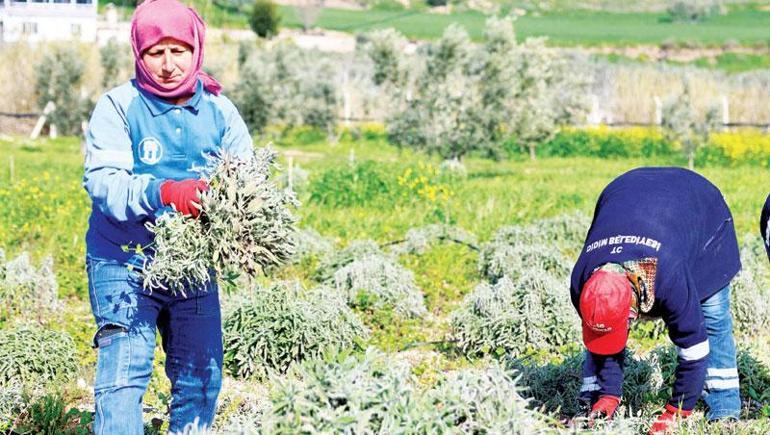 Turizm gastronomi ve üretimle büyüyen Didim